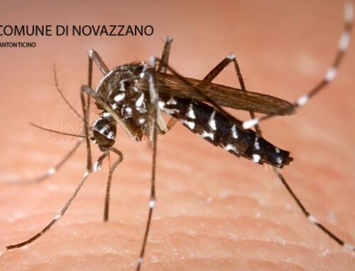 Come combattere la zanzara tigre