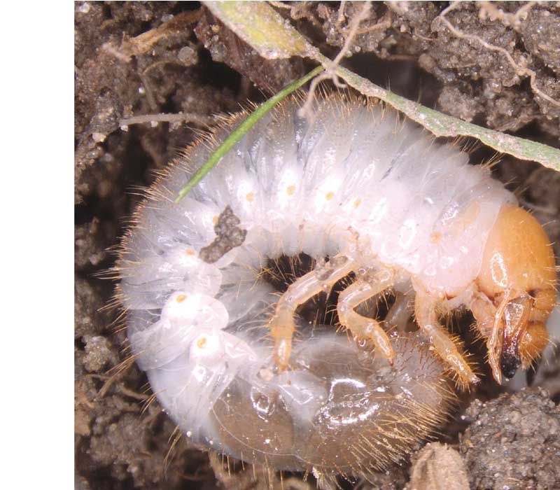 riconoscere-larva-coleottero-giapponese