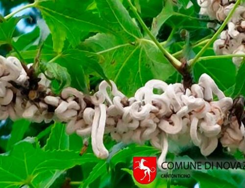 Takahashia Japonica: cocciniglia dai filamenti cotonosi